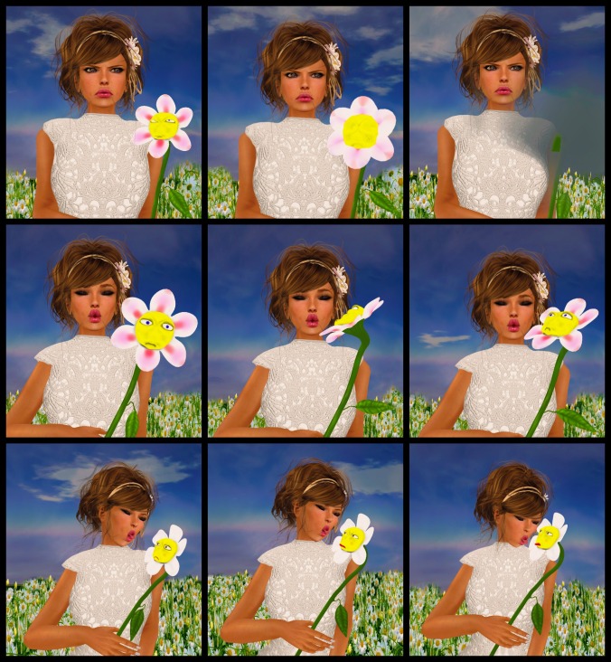 collage of daisies