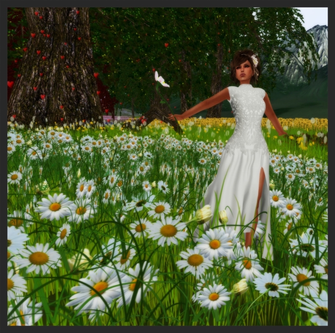 Dancing with the Daisies